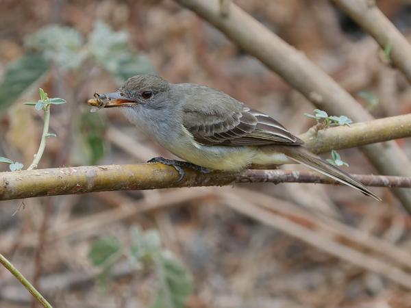 Kortkuiftiran (Myiarchus ferox)